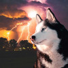 @stormhuskies@lemmy.world avatar