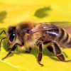bees@lemmy.ml icon