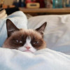 @Grumpycat8@kbin.social avatar