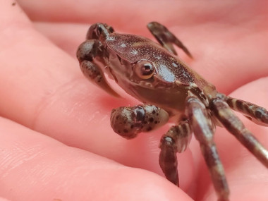 Macro shot of a small, dark colored crab in a child's hand. One of its eyes is looking directly into the camera.