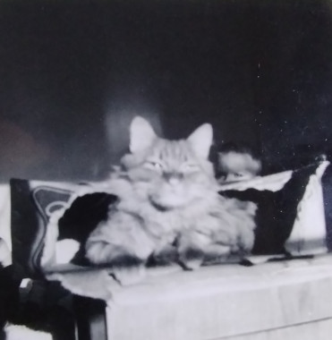 picture of my grandma's cat, 1957, black and white, hard 5o tell anything about the cat other than that it is a cat