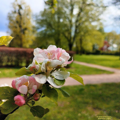 An apple blossom at a park in front of a sandy path.