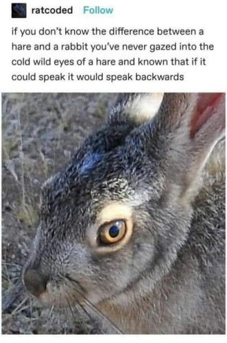Text: 
if you don't know the difference between a hare and a rabbit you've never gazed into the cold wild eyes of a hare and known that if it could speak it would speak backwards.
[Picture of a wild hare with his eye turned balefully toward you]