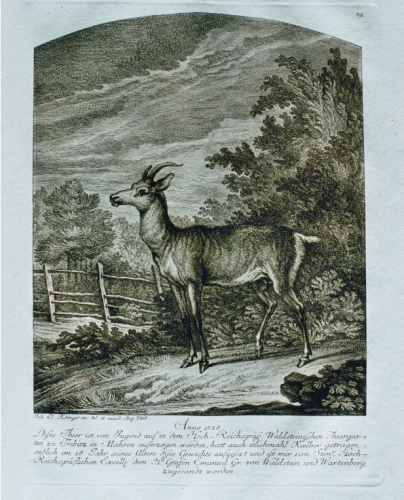 Image of engraving by Johann Elias Ridinger depicting a female deer bearing antlers standing in a country landscape.