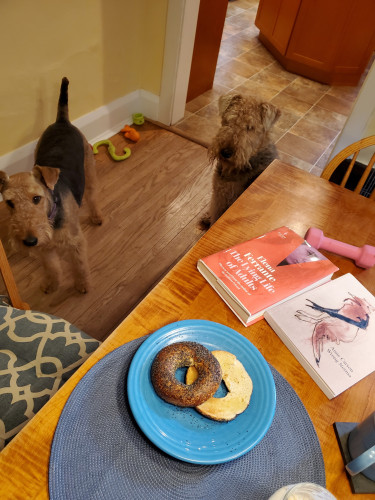 Mavis and Tilly and (aka Team Airedale) sit next to the dining room table, on which sits my breakfast (including a toasted bagel with butter) and my recent Friday/weekend reading, The Lying Life of Adults by Elena Ferrante, translated by Ann Goldstein (Europa Editions) and Wrong Norma by Anne Carson (New Directions) 