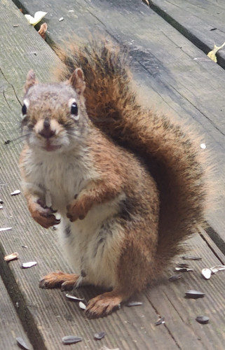 Red squirrel looking at me from about 2' away