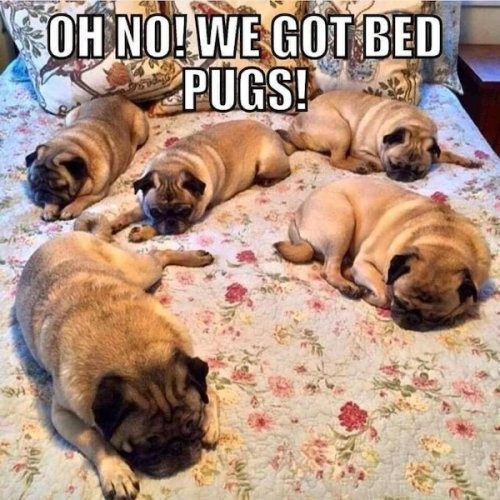 This is an image of five pugs lying on a bed with a floral patterned cover. Each pug is in a state of rest or sleep, adding to the calm and peaceful ambiance of the scene. A pillow with intricate designs is partially visible at the top left corner of the image. At the top, there is a text overlay that reads “OH NO! WE GOT BED PUGS!” making a playful pun on “bed bugs” using “pugs”.
