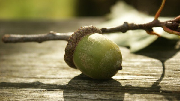 Photo of a branch with a green acorn on it.