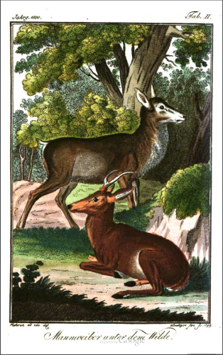 Colour plate from Taschenbuch für Forst- und Jagdfreunde (1800) depicting two female deer which are described as having male-typical characteristics. The animal in the background is standing and is described as having a masculine body. The animal in the foreground is sitting and has antlers. The image is titled 'Mannweiber unter dem Wilde.'