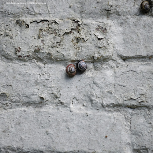 Two grove-snails rest on a white brick wall. One has a white-banded brown shell, the other has a white-banded black shell. In the upper right corner, more snails become visible.
