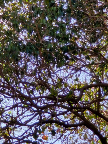 A couple of Monk Parrots in a tree.