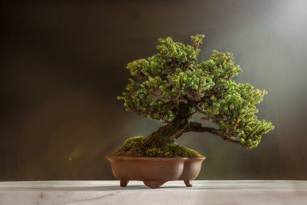 Photo of a bonsai tree.
