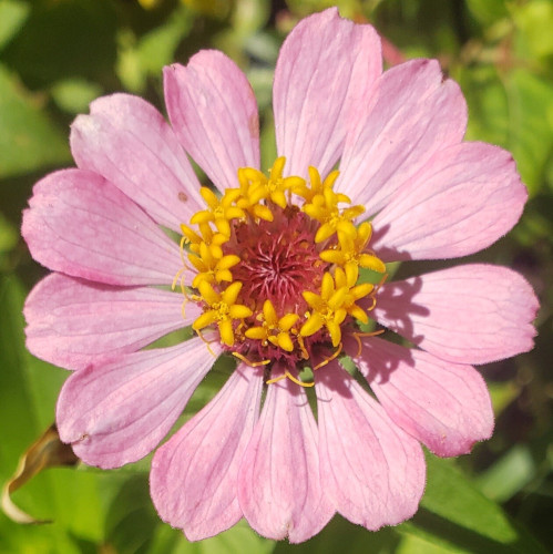 A head-on, close-up view of a garden flower in afternoon sunlight, against s background of green plant leaves.

Broad light-pink, teardrop-shaped petals surround a ring of tiny five-leafed, bright-yellow stamen around a dark-pink center.