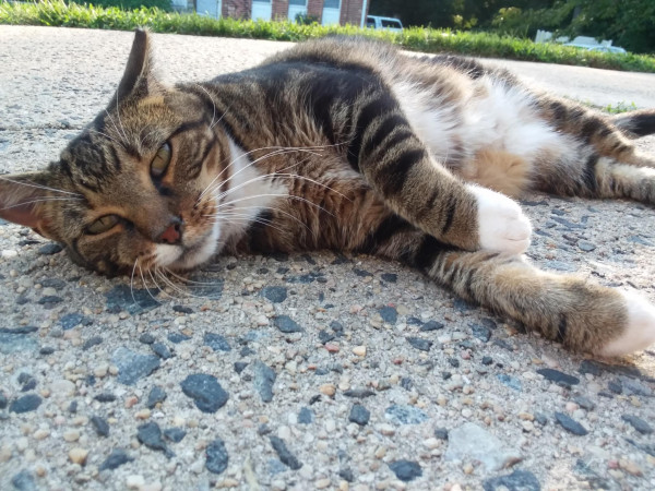 Ginza, the best cat in the world, is rolling around on the sidewalk and she's looking at me.