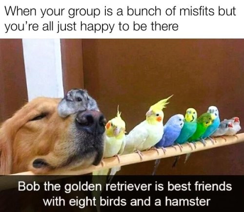 A picture of a dog next to birds with the text "When your group is a bunch of misfits but you're all just happy to be there - Bob the golder retriever is best friends with eights birds and a hamster"