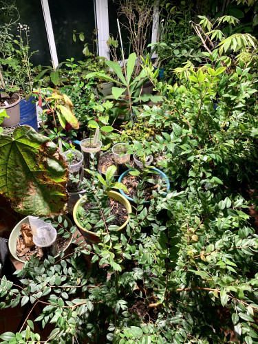 A downward facing pic of a sunroom full of plants. There are plants on top of pots of other plants. Everywhere are plants of different shapes and sizes. This is what I mean by plant Tetris. 

A few plants leaves are damaged by cold and one of the plants went through leaf drop and will sprout new leaves in a month. 
