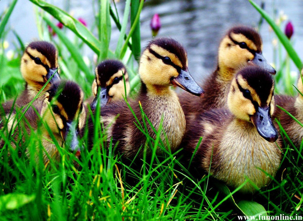 Photo of six cute ducklings in the grass with pink flowers in the background.