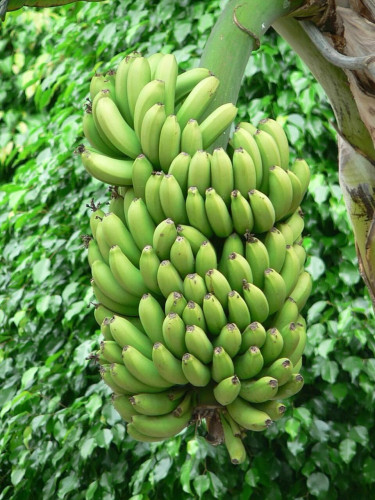 Image: green bananas. 