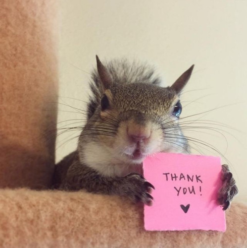 Picture a grey squirrel holding up a pink post-it note with “thank you ” written on it.