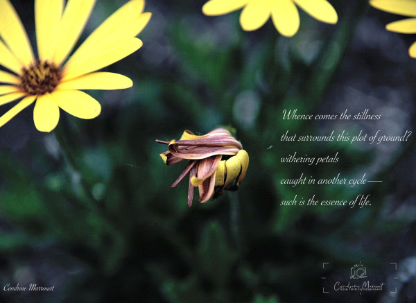 A macro photo of withering petals featuring the following poem: "Whence comes the stillness that surrounds this plot of ground? withering petals caught in another cycle—such is the essence of life." The image and poem are signed Cendrine Marrouat 