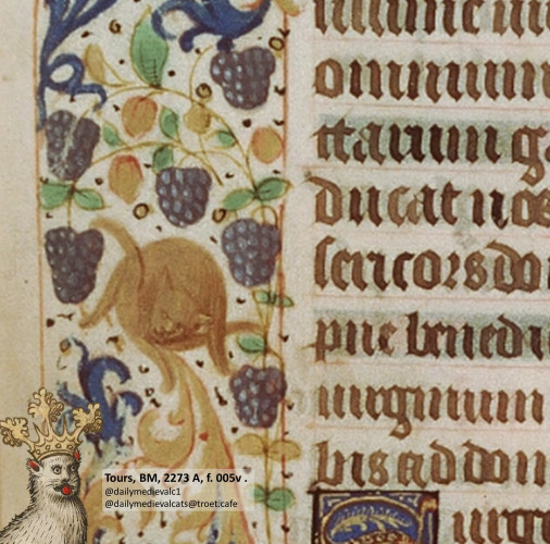 Picture from a medieval manuscript: A cat cleaning itself