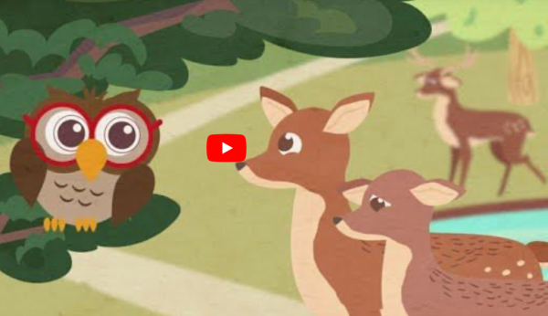 Owl and the Deer Family at the waterhole