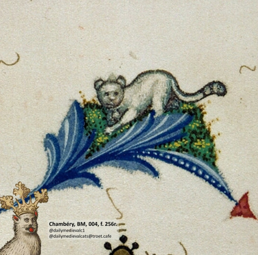 Picture from a medieval manuscript: A cat that looks like a teddy bear