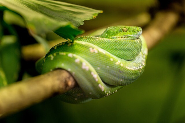 A green snake curled on a branch.