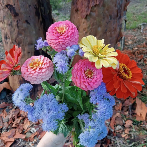 a bunch of flowers from my garden last year - bright pinks, red, soft yellow and soft blue.