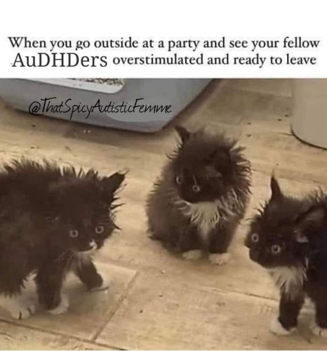 A photo of three cats with their fur standing up and their eyes dazed. A caption reads, “When you go outside at a party and see your fellow AuDHDers overstimulated and ready to leave.” image - @ThatSpicyAutisticFemme on IG