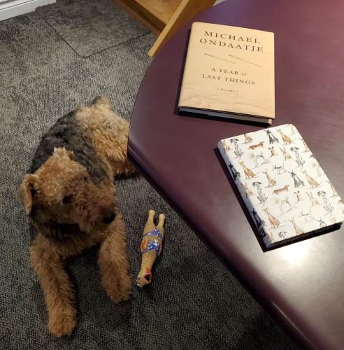 Airedale Mavis and her rubber chicken Trudy sit on the floor, looking up at books on the purple desktop: poetry collection A Year of Last Things by Michael Ondaatje (McClelland & Stewart) and a notebook with cartoon dogs on the cover