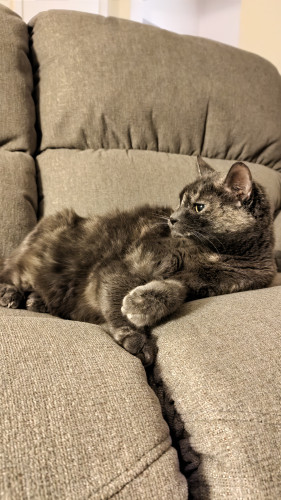 Dilute tortoiseshell cat on gray couch