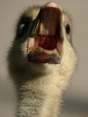 The head and neck of a greylag gosling facing the camera, yawning