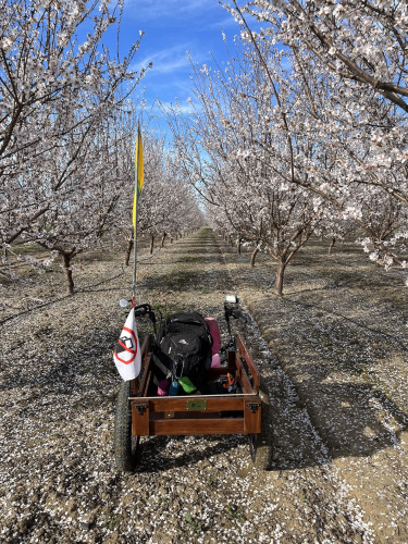 View from behind of a cargo quadricycle parked between rows of almond trees in full bloom within a research orchard. The ground is carpeed with fallen almond flower petals of white. The quadricycle has a wooden cargo box full of a backpack and a heavy link chain. The flag pole holds a fanion flag in bright yellow and green with reflective tape and a white flag with a no gasoline flag with an icon of a gas pump with a red circle/slash.

The sky is brilliantly blue with wispy white clouds. The trees are also bristling with white flowers.