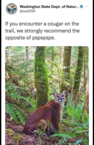 The screenshot of a tweet from the Washington state département of nature with a picture of a cougar and the text "If you encounter a cougar, we Strongly recommend the opposite of pspspspsps" 