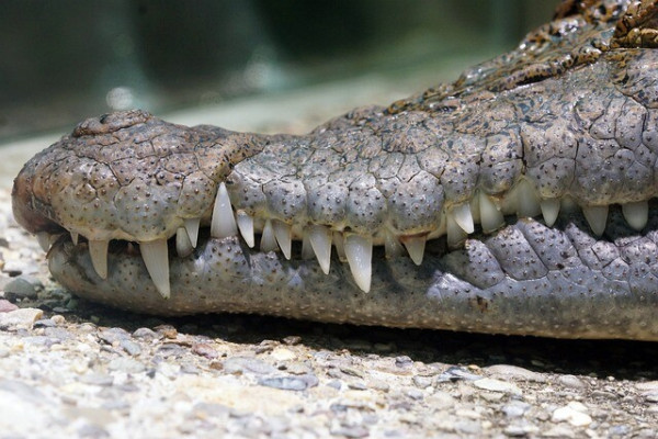 Close-up shot of a (closed) crocodile's mouth with very visible teeth.