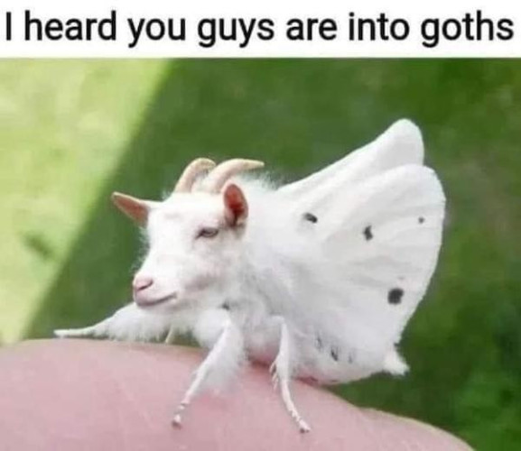 Text: I heard you guys are into goths

Picture of a white moth with a photoshopped image of a white goat's head on it