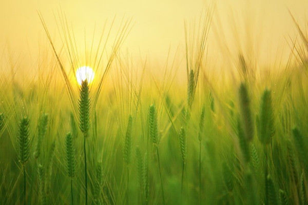 Photograph of the sun rising over a field of unripe grain.