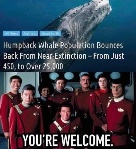 A picture of a humpback whale with the text "humpback whale population back from near-extinction - from just 450 to over 25'000",  and a picture of the #StarTrek TOS with the text "you're welcome"