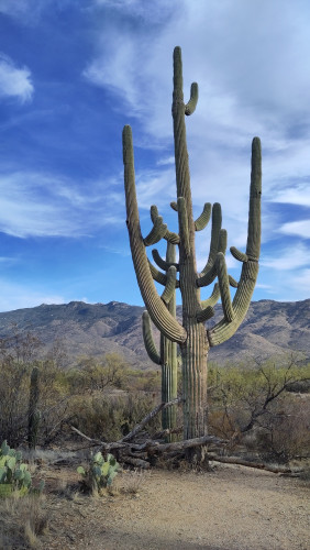 A saguaro cactus in front with two big arms coming up on each side of the tall trunk reaching up almost as high as it. The arms have a few off-shoots themselves and there are several further up along the main trunk as well. The groun by the cactus is dirt, wooden debris and a couple of prickly pears, in the background mountains and over them a blue sky partly covered in wispy, white clouds.