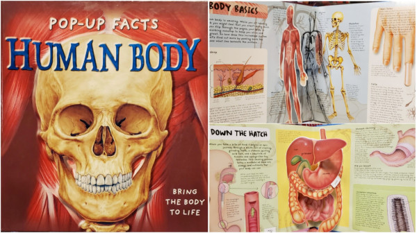 A composite image showing the front cover and two open pages from a children's pop-up book.

On the left:
POP-UP FACTS [book of the] HUMAN BODY.
BRING THE BODY TO LIFE!
The book is nearly square. The cover illustration is a full frame view of a skull in front of the musculature of a male torso. 

On the right:
Two wide images demonstrating interior pages. There is too much text on these pages to reproduce here.
     Top right:
"Body Basics" has a cross-section of skin showing blood vessels, fatty tissue, a hair follicle, and other details. Next is a layered pop-up showing the interior of a human body: muscles, circulatory system, vital organs, and skeleton. Finally, there's a hand with a slider to demonstrate the growth of a fingernail.
     Bottom right:
"Down the Hatch" explains eating, taste and smell. First up is a side view cross-section of a head, showing nasal passage, mouth, tongue, epiglottis, throat, and stomach. The main pop-up on this page is a 3-D representation of the digestive system. This is followed by cut-away illustrations of stomach layers and the villi inside the intestines.