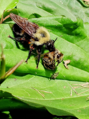 A bumblebee mimicking robber fly, *laphria thoracica* slurping on the liquefied guts of an unfortunate honey or ground bee.