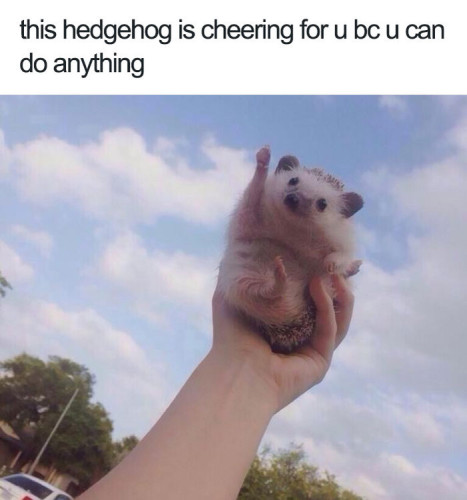 Picture a baby hedgehog being held by their human giving a fist pump with their right paw . The caption reads : “this hedgehog is cheering for u bc u can do anything”