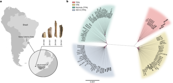 a, A map showing the location of the Jabuticabeira II archaeological site on the south coast of Santa Catarina state, Brazil, and the samples ZH1390, ZH1540, ZH1541 and ZH1557, for which genomes were reconstructed. b, A maximum-likelihood phylogenetic tree of the modern and ancient T. pallidum strains using GTR + G + I (see Methods) as the evolutionary model and 1,000 bootstrap repetitions. All ancient genomes used in this study (newly reconstructed and previously published ancient genomes; see Supplementary Table 3) are marked in bold. Pink dots represent nodes with bootstrap values exceeding 70%. The scale bar is in units per substitutions per site.