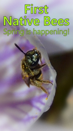 The same tiny bee as photo in main post, in closer view as it emerges from the flower, its pale fuzz dusted with golden pollen.
the text: "First Native Bees; Spring is happening" appear on the image in bright green
