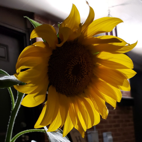 An open sunflower at night, backlit by LED porch lights. It's large center in shadow, the translucent bright yellow petals glow to form a humble sort of halo.