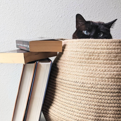 Brontë (cat) peeking out of a basket, looking grouchy. There’s a stack of books piled next to the basket.