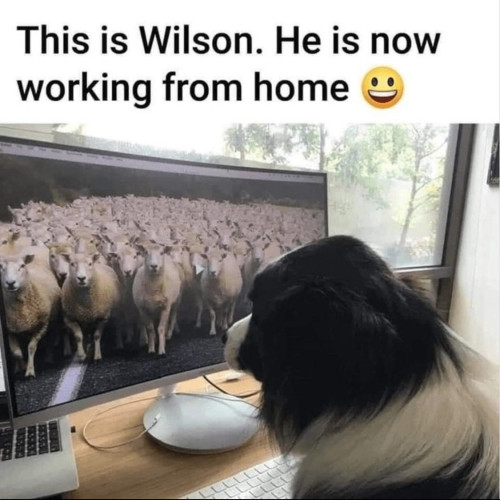 A picture of a dog in front of a screen with sheep, and the writing "This is Wilson. He is now working from home"
