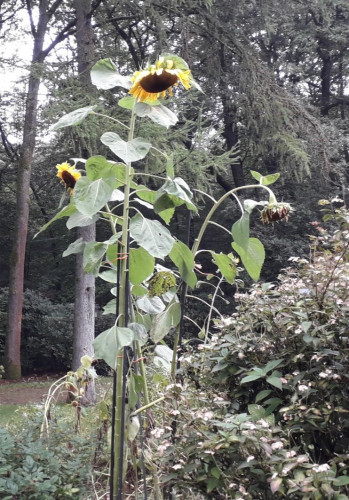 Three giant sunflowers with flowerheads bowed down.