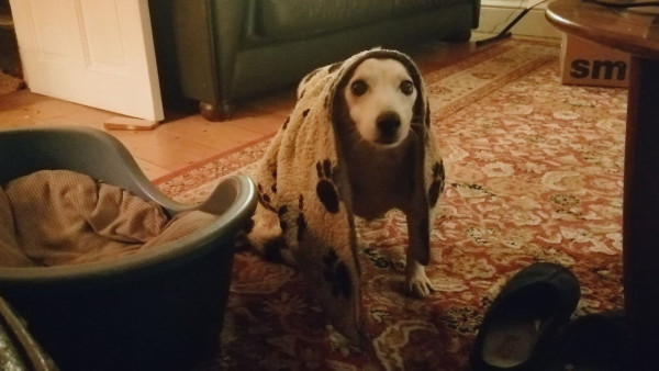 Small white dog with big brown eyes looking dolefully up from under a blanket